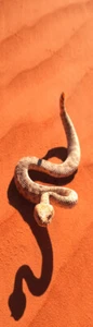 Marcador 3D SIDEWINDER SERPIENTE - Imagen 1 de 1