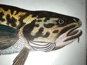 1st ED BLOCH OBLONG FOLIO H/C RARE FISH The Burbot 70 - Picture 1 of 2