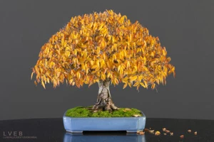 Liquidambar styraciflua, Liquidamber, Sweet-gum, Bonsai - 100 Semi - Bild 1 von 4