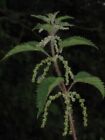 Photo 6X4 Stinging Nettle Lyatts (Urtica Dioica)  The Fibre Of Stinging N C2008