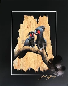 Palm Cockatoo's - PRINT - WITH FEATHERS - Direct from Artist - Picture 1 of 1