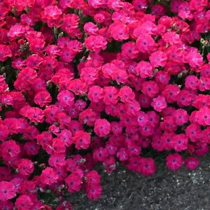 sun dianthus PAINT THE TOWN RED pinks Carnation 2.5" pot = 1 Live Potted Plant