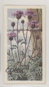 1964 Brooke Bond Wild Flowers Series 3 Greater Knapweed #44 0e3