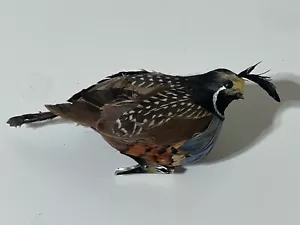 Quaglia piumata vintage uccellino maculato con clip ornamento natalizio - Foto 1 di 7