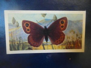 Great Britain Brooke Bond original 1963 tea card "British Butterflies",  No.4. 