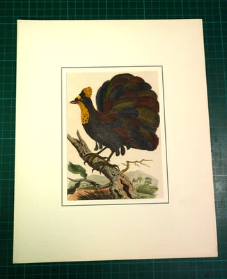 Six-Shafted Paradise Bird - originaler altkolorierter engl.  Kupferstich v. 1808 - Bild 1 von 4