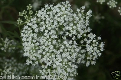 HORTUS 400 SEMI di Anice verde (Pimpinella anisum)