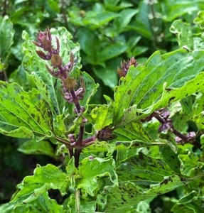 Albahaca Mrihani - Ocimum basilicum - más de 20 semillas - semillas - F 121 - Imagen 1 de 1