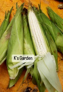 WHITE WAXY CORN SEEDS - BẮP NẾP DẺO TRẮNG (43+ PCS) |98% GERMINATION| - Picture 1 of 10