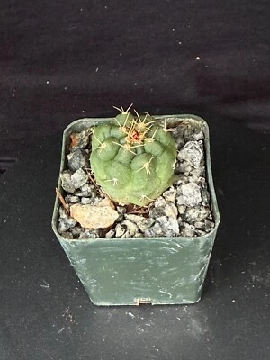 Matucana oreodoxa, cactus plants - Image 1 of 4