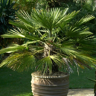 Chamaerops Humilis European Fan Palm Plant Hardy Rare Exotic Outdoor Palm Tree - Image 1 of 4