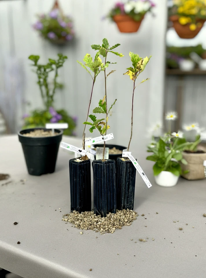 Burgunder Trüffelbaum Deutsche Eiche - Bild 1 von 4