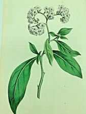 LARGE FLOWERED TURNSOLE PLANTS 1814 Antique Print Original Curtis Botanical