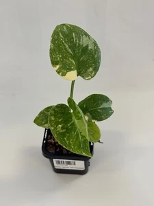 Monstera deliciosa 'Thai Constellation' baby plant - Picture 1 of 2