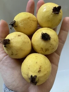 25 Mexican Guava FRUIT Seeds Yellow Rare Garden Organic NonGMO Grow Sweet Tree - Picture 1 of 3