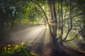 Photo Wall Mural-GLADE FOGGY-(7019)-NON WOVEN-Wallpaper-Forest Green Nature XXL - Picture 1 of 1