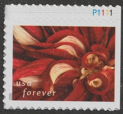 US 5999 Dahlias #8 F plate single MNH 2025 - Image 1 of 3