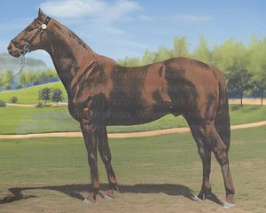 Uomo O Guerra Corsa di Cavalli 8x10 Foto 009 RIMASTERIZZATA - Foto 1 di 1