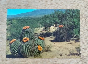 VINTAGE BARREL CACTUS ON THE DESERT Blooms Southern Arizona Postcard Petley - Picture 1 of 2