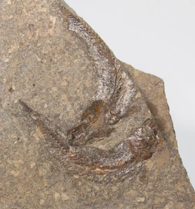 Fisch, Leptolepis bronni, Jura, Toarc, Hildesheim, Deutschland -eb6664 - Bild 1 von 5