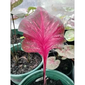 AUTHENTIC Phaya Caladium 1 bulb - Picture 1 of 6