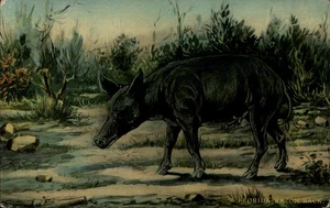 A Florida Razor Back Hog Vintage c1910 Postcard - Picture 1 of 2