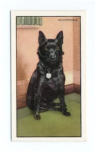 SCHIPPERKE GALLAHER 1936 DOGS A SERIES DOG CIGARETTE CARD #24 - Picture 1 of 2