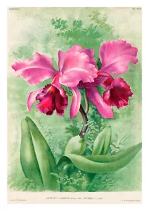 Cattleya Labiata Superba by Jean Linden Orchids A4 Art Print - Picture 1 of 1