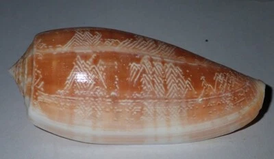 73 mm RARE Conus Vicweei Cone Seashell Similan Island Phangnga Thai Deep 150 m - Image 1 of 4