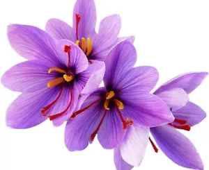 50 Jumbo Saffron Crocus Corms - Perfect Gift for Cooks & Gardeners, Pet Friendly - Picture 1 of 7