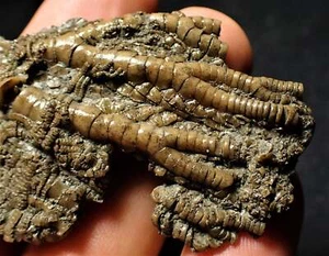 Detailed crinoid head fossil 77 mm Jurassic Coast Fossils Charmouth UK minerals - Picture 1 of 9