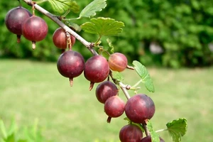 Black Velvet GOOSEBERRY Starter, Ready To Plant - Zone 3-8, Superfood Berry - Picture 1 of 5