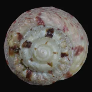 GIBBULA MAGUS ohne (Deltebre, Tarragona, Spanien) 21,2mm #47023 - Bild 1 von 4