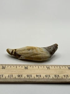 BASILOSAURUS TOOTH FOSSIL Late Eocene 40 Mi Yrs Old Artiodactyl 2.75” SC 210 - Picture 1 of 5