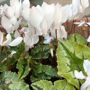 Hardy Cyclamen hederifolium ALBUM (White) 2025 FRESH Seed flowering perennial - Picture 1 of 6
