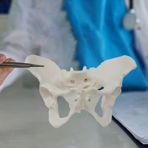 Female Pelvis Model Display Medical Science Learning Teaching Equipment - Picture 1 of 4