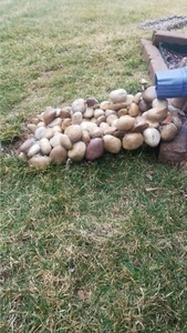 Rain gutter Downspout Splash Block with river stones - Picture 1 of 6