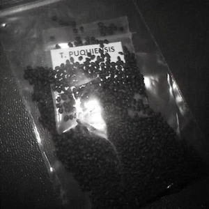 100 landrace Echinopsis puquiensis seeds! - Picture 1 of 6