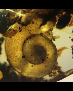Fossil amber Burmese Cretaceous burmite tick snail insect amber Fossil Myanmar - Picture 1 of 9