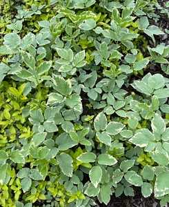 15 Snow on the Mountain Perennial Plant Ground Cover Bare Roots Spring Pre Order - Picture 1 of 6