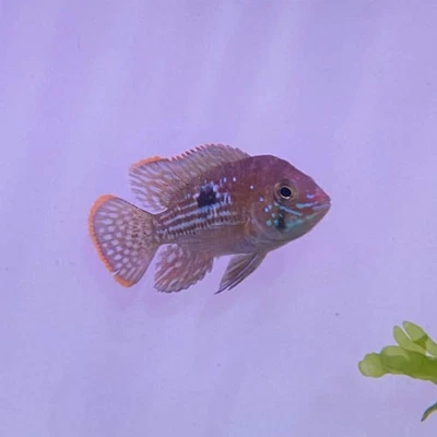 Green Terror Cichlid 2.0–2.5” – Live Freshwater Fish – Vibrant South American - Image 1 of 2