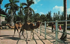Postcard Key Biscayne, FL: Camels at Dade County Parks Crandon Park Zoo, Vintage - Picture 1 of 2