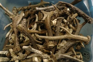 12X Roe Deer Antlers Damaged, 100% Natural Craft Decor Random Pick Taxidermy - Picture 1 of 4