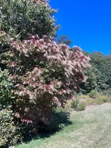 1,000 Lily of the Valley Sourwood Seeds (Oxydendrum arboreum) | Honey Bee Tree - Picture 1 of 8