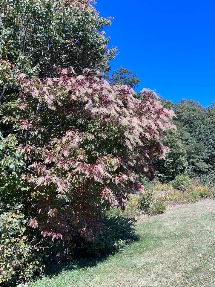 Lily of the Valley Sourwood Seeds (Oxydendrum arboreum) | Honey Bee Tree Bonsai - Image 1 of 4