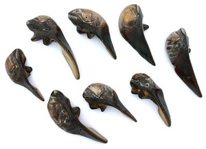 8 Pc 1 2/5 to Inch 1 3/4 Inch Focal Drilled Brown Tooth Claw Brown Shell Bead - Picture 1 of 2