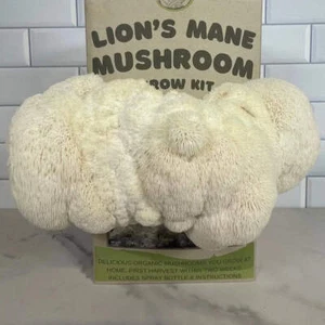 Lion's Mane Organic Mushroom Kit, First Crop 2-3 Weeks, Good For Beginners - Picture 1 of 5