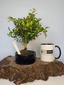 Ilex Shohin Bonsai Tree informal upright in a Bonsai pot Japanese Holly Tree  - Picture 1 of 6