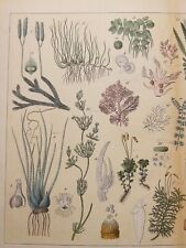 ANTIQUE ILLUSTRATION 1869 PLANT BOOK HAND COLORED FLORA BOTANY FLOWER...