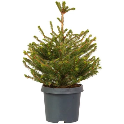 GARDENERSDREAM Norway Tabletop Pot Grown Christmas Tree Real Live Fresh Living Potted Plant